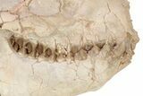 Fossil Oreodont (Merycoidodon) Skull - South Dakota #249247-7